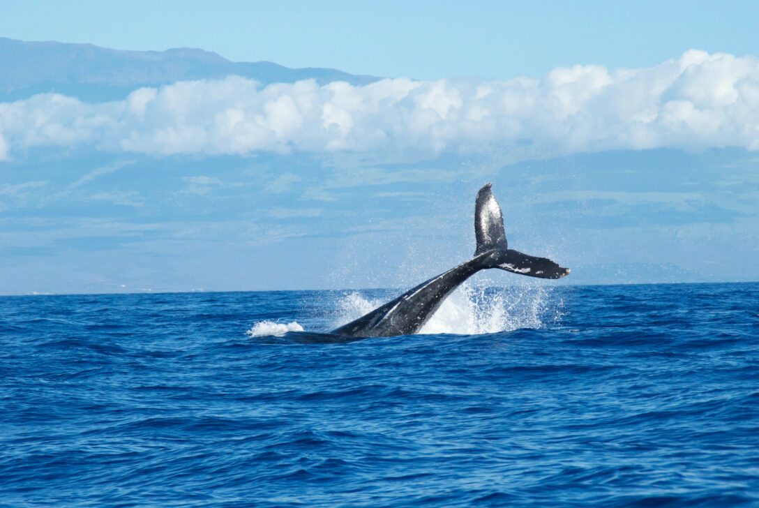 Whale Fin at sea, photo by Abigail Lynn