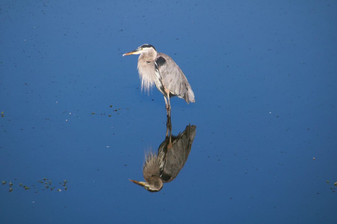 Heron in water